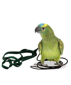 The Aviator Parrot Harness - Small - 6 Colours